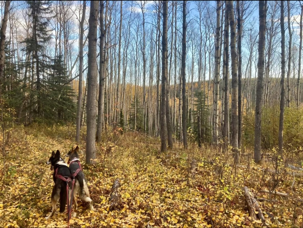 Husky Hike & Forest Adventure | Sluice Box Sled Dogs