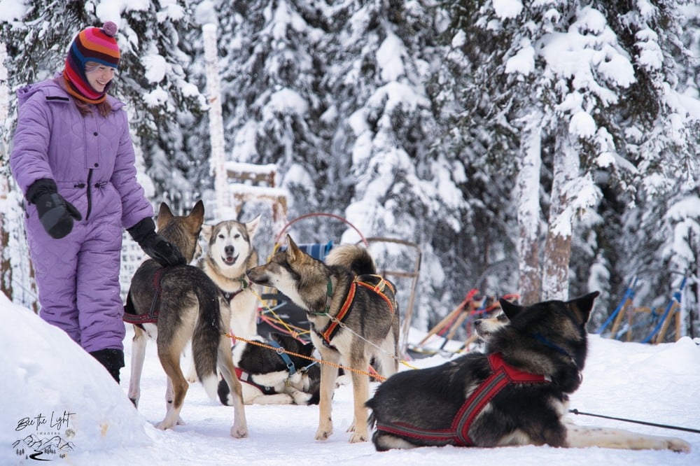 Homestead Mini Mush & Kennel Visit | Sluice Box Sled Dogs
