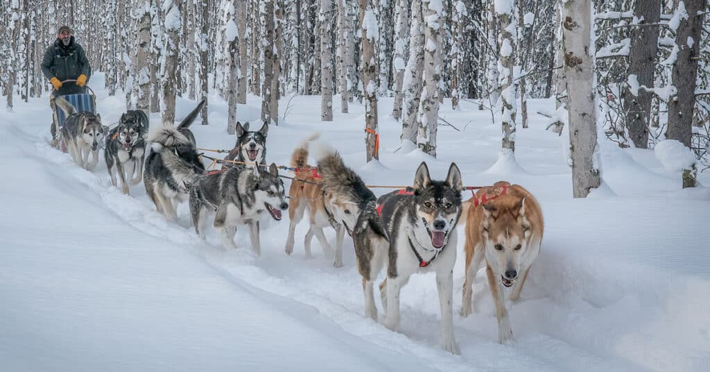 Gallery | Follow Us On Our Alaskan Dog Sled Adventures