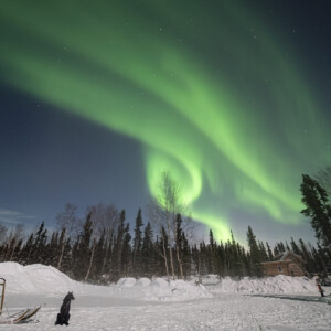 Sluice Box Sled Dogs