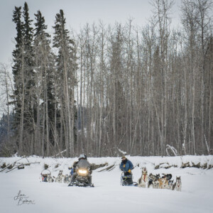 Sluice Box Sled Dogs