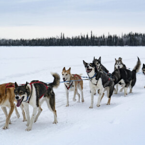 Sluice Box Sled Dogs