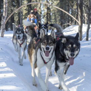 Sluice Box Sled Dogs
