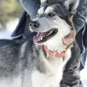 Sluice Box Sled Dogs