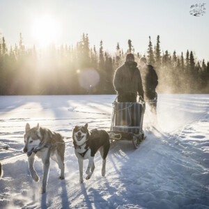 Sluice Box Sled Dogs