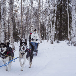 Sluice Box Sled Dogs