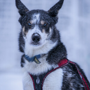 Sluice Box Sled Dogs