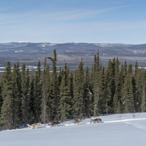 Sluice Box Sled Dogs