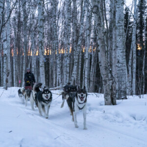 Sluice Box Sled Dogs