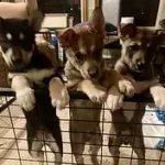 Odessa, Rufus and EyK