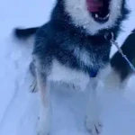Bob